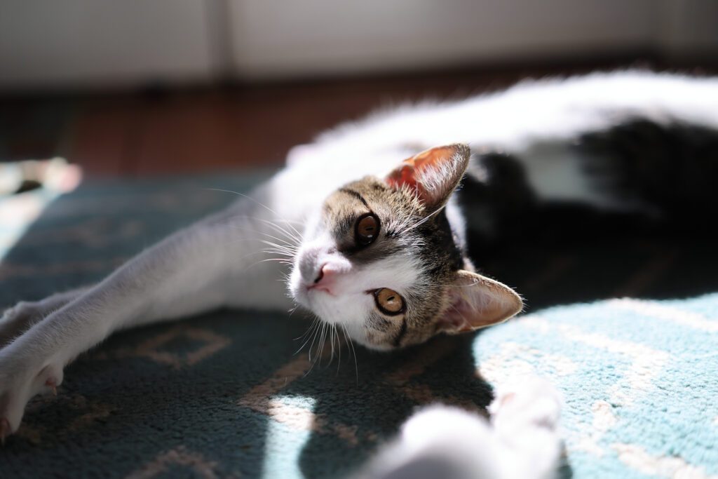 A cat looks at the camera, with sharply detailed eyes