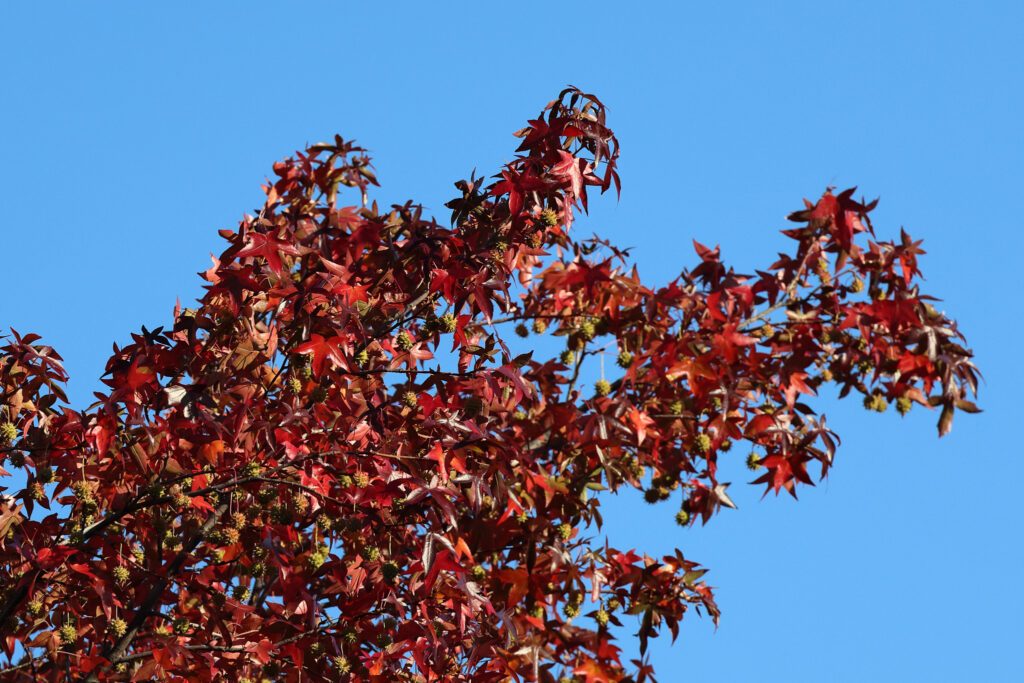 A tree's red fall leaves, seadpods hang from it.