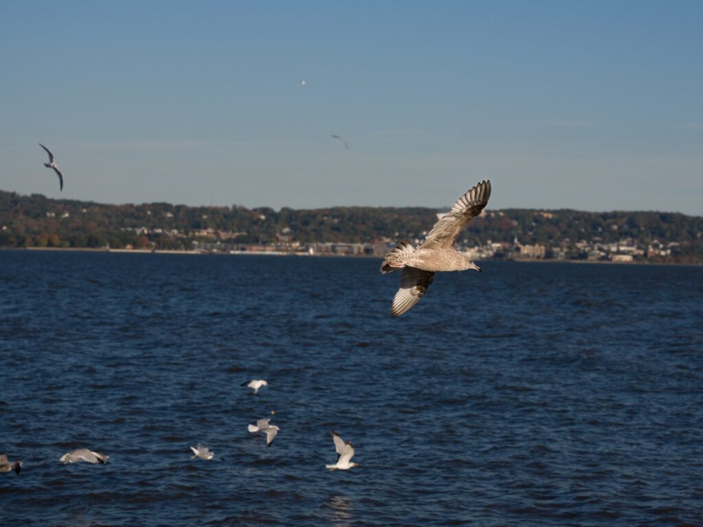 A seagull amoungst a group of seagulls