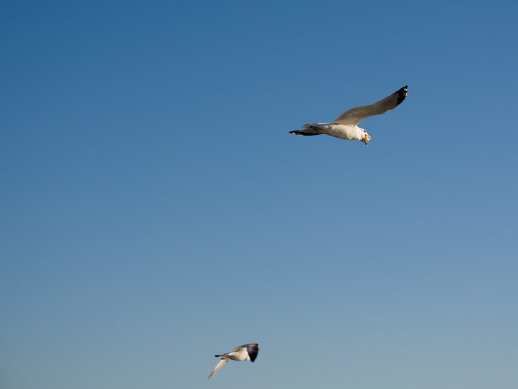 A seagull with food in its mouth