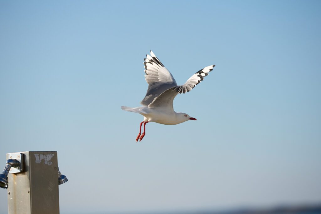 A seagull is no match for the AF in the Sigma 200mm F2