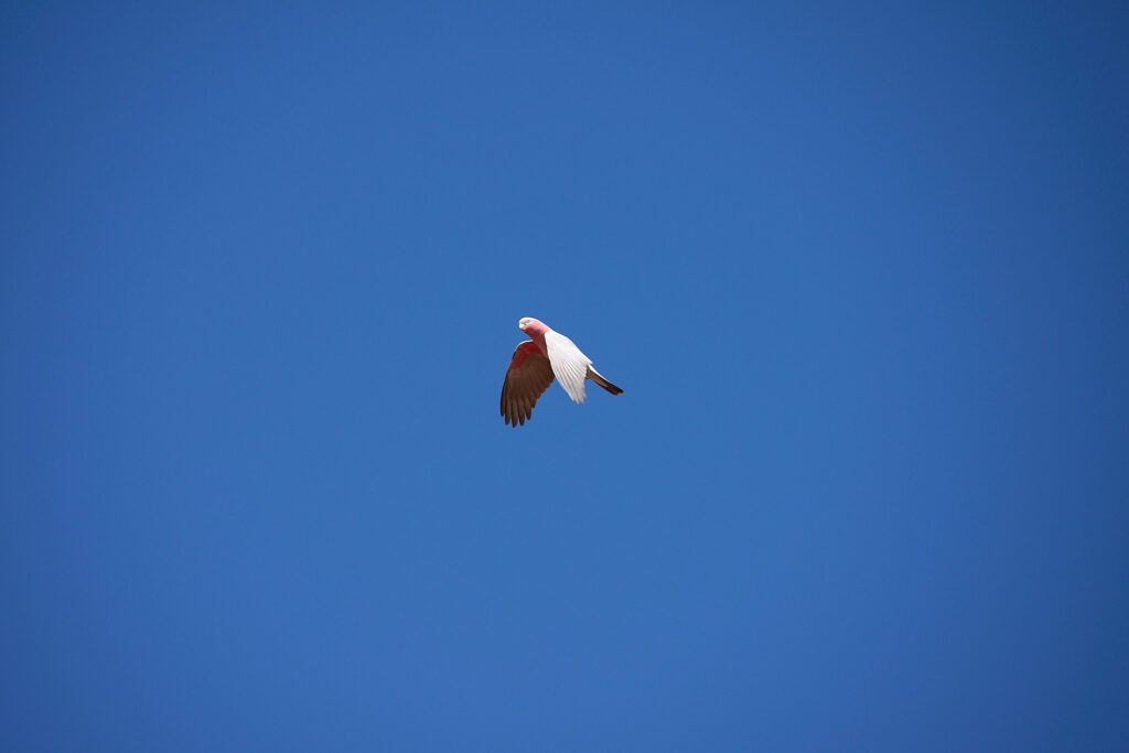 Bird AF nailed the fast moving local parrots as well.