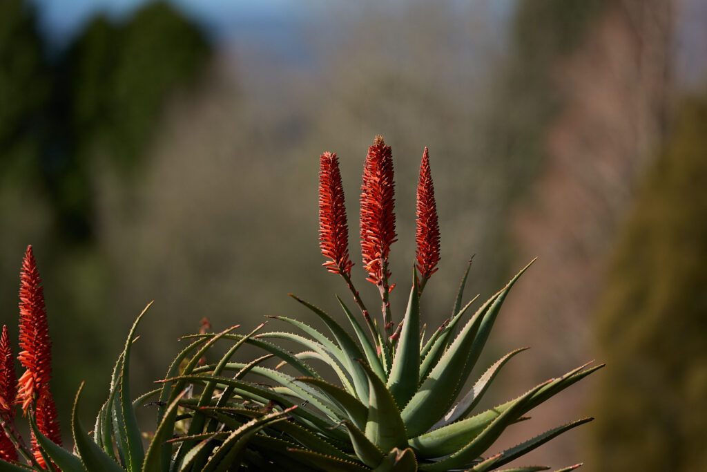 The background defocus is as nice for plants as animals.