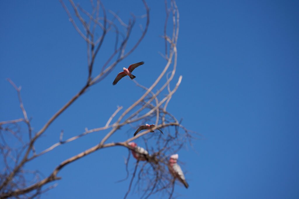 Optical image stabilization allowed me to pan with this fast flying parrot, and the AF ignored the branches.