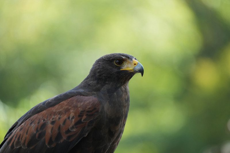 Focus is on the hawk’s beak.