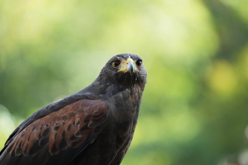 Focus is on the hawk’s eys.