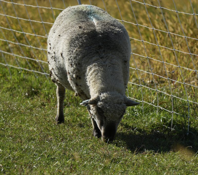 Sheep eyes are very hard to detect. but the a7R V did catch it.