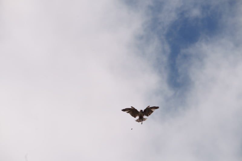 Even with a mediocre-quality lens, haze and a tiny subject, the a7R V tracked this hawk suddenly diving.
